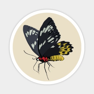 Animal Vignette : Butterfly Portrait Magnet